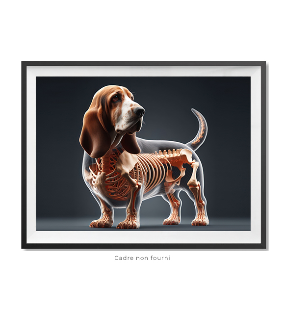 Basset Hound