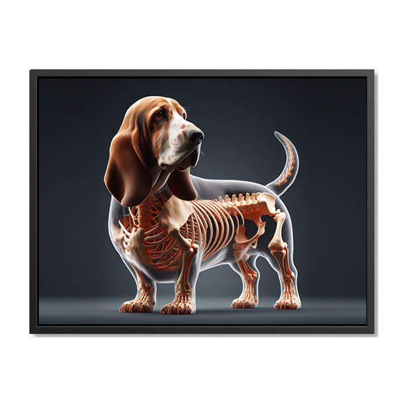 Basset Hound